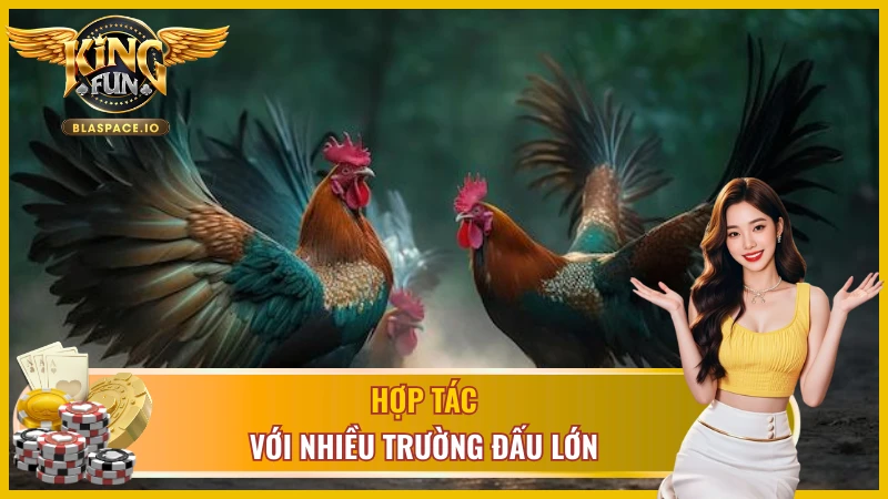 Các kết quả thi đấu đá gà cựa dao KingFun và ảnh hưởng đến cược