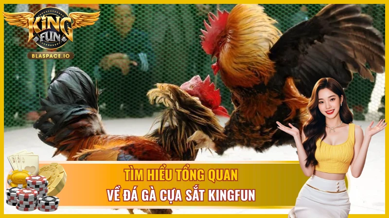 Đá gà cựa sắt KingFun - chiến kê đeo cựa kim loại thi đấu livestream HD
