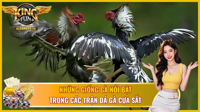 3 giống gà chiến đá gà cựa sắt KingFun - gà Nòi gà Mỹ gà Asil