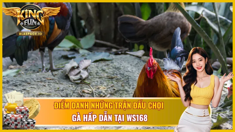 Các trận chọi gà hấp dẫn tại WS168 Đá Gà KingFun từ trường gà Philippines
