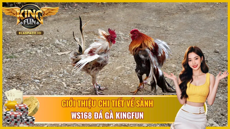 WS168 Đá Gà KingFun - 3 hình thức cựa sắt cựa dao gà tre từ trường gà Philippines